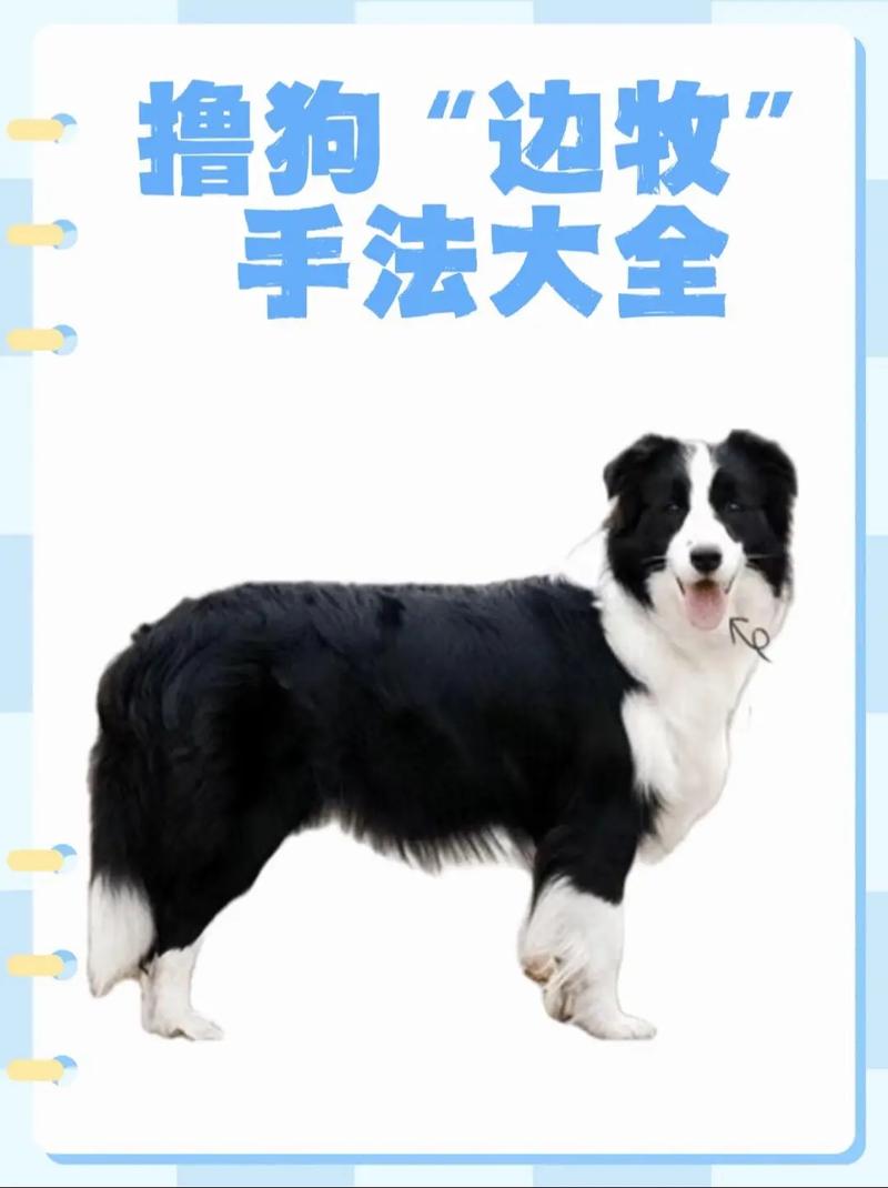 狗狗叼玩具训练，选好玩具，耐心引导，轻松学会！（怎么训练狗狗叼东西给主人）
