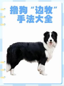 狗狗叼玩具训练，选好玩具，耐心引导，轻松学会！（怎么训练狗狗叼东西给主人）