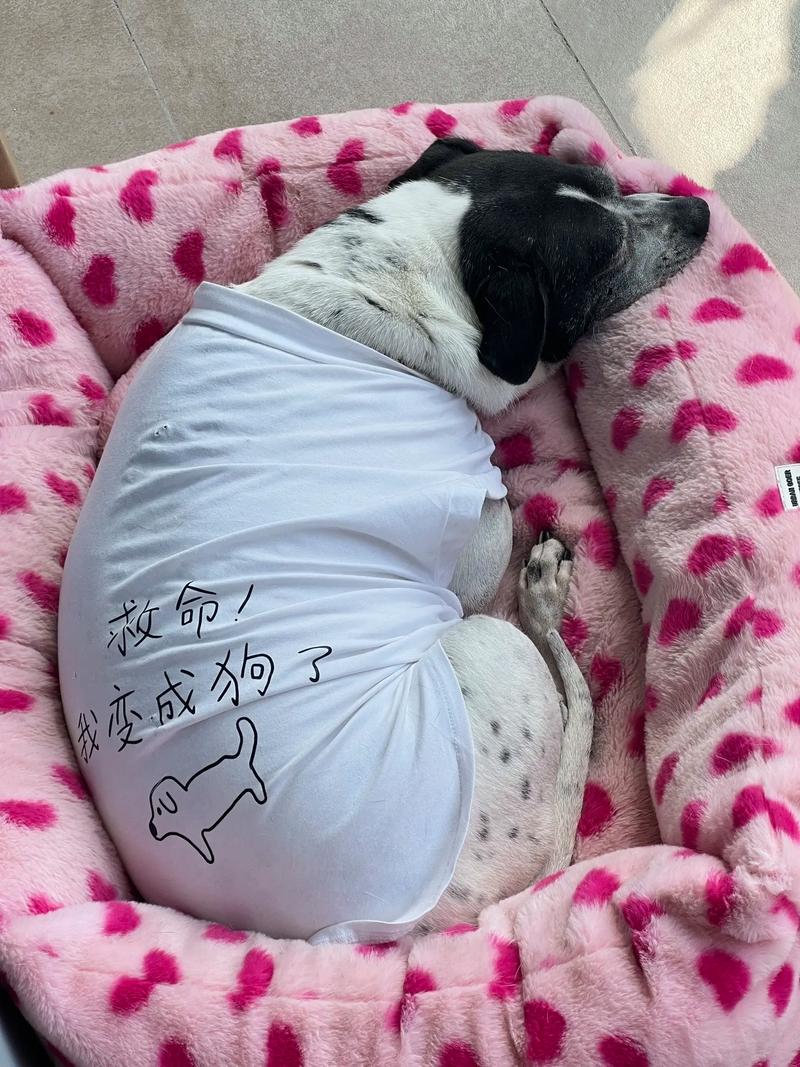 建立女友安全感，让她更亲近你（如何让女朋友变成一条狗）