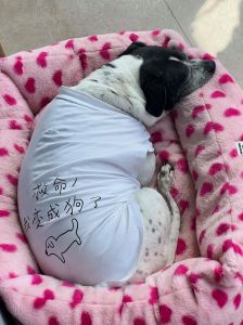 建立女友安全感，让她更亲近你（如何让女朋友变成一条狗）