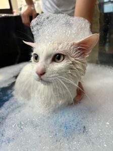 猫咪洗澡有风险，可能导致死亡，需谨慎对待（猫洗澡第二天死了）