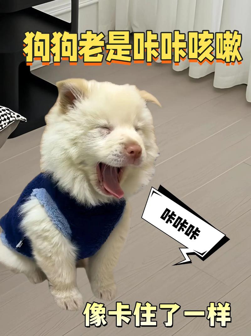 狗狗感冒怎么办？喂药保暖多喝水，注意观察别耽误！（土狗感冒了最简单的方法）