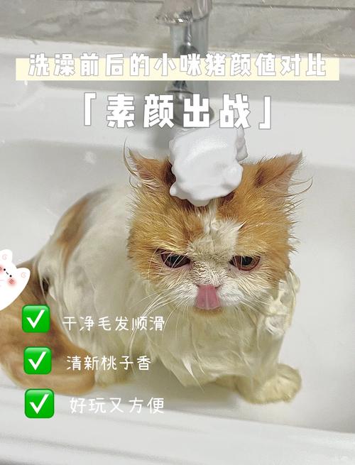 猫咪皮肤弱，别用人类沐浴露（给猫咪洗澡可以用人的沐浴露吗）