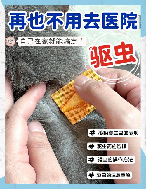 猫咪体外驱虫，选对专用药很关键！（给猫咪体外驱虫注意事项）