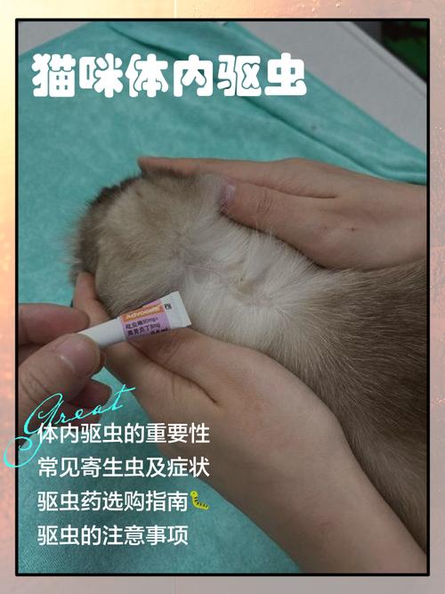 幼猫驱虫先体外后体内，注意观察和兽医指导（幼猫驱虫先体内还是体外）