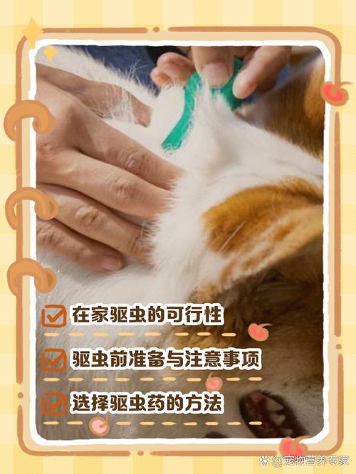 狗狗内外驱虫可同做，联合用药更方便更全面（狗内外驱虫可以一起做吗）