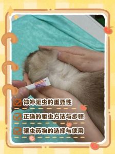 驱虫后多久取伊丽莎白圈？看药物和猫性格！（幼猫体外驱虫多久取掉伊丽莎白圈）