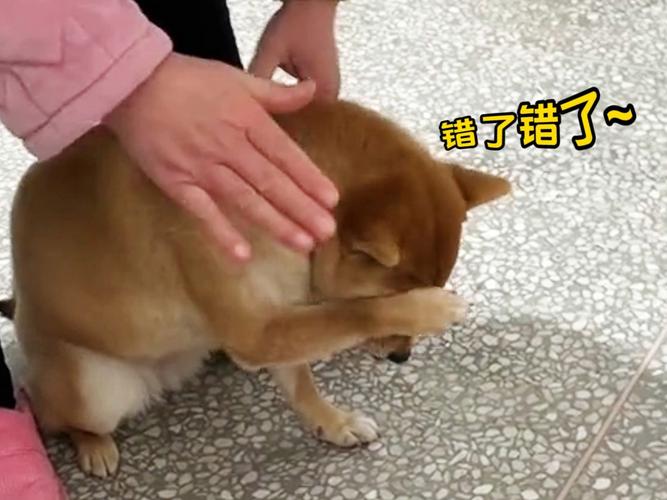 警惕！暴力对待狗狗，看似乖巧实则内心充满恐惧（暴打狗狗它会听话吗）