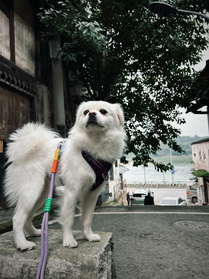 狗狗治愈心灵，忠诚又懂你（没人能拒绝狗狗）