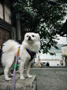 狗狗治愈心灵，忠诚又懂你（没人能拒绝狗狗）