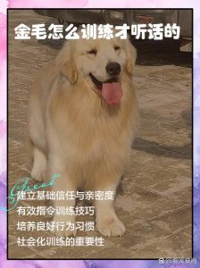 训练狗狗靠奖励，耐心社交感情好（狗要怎么训练才听话）