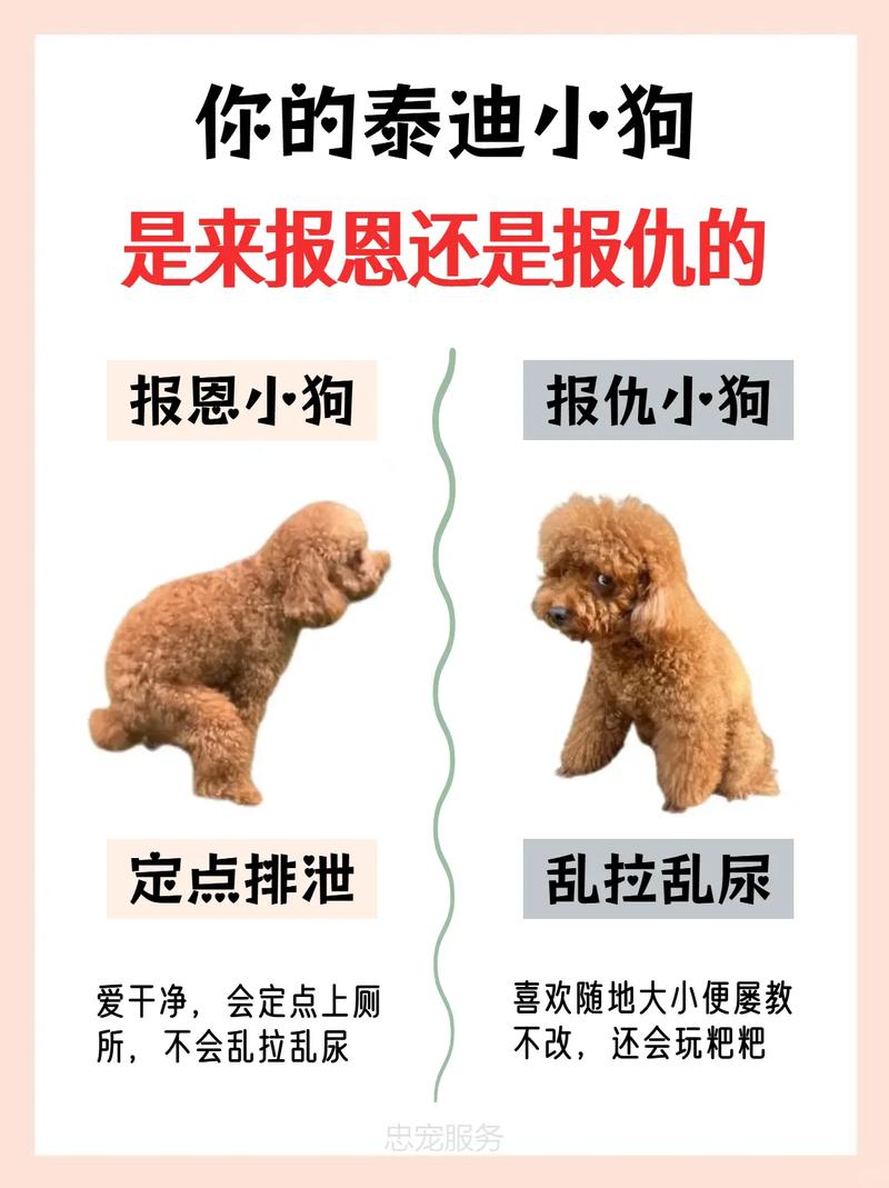 情感+生理+进化，守护你的小秘密（为什么狗狗不会背叛主人）