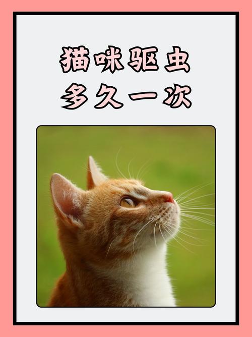猫咪驱虫看年龄环境，科学调整保健康（小猫多久体内驱虫一次）