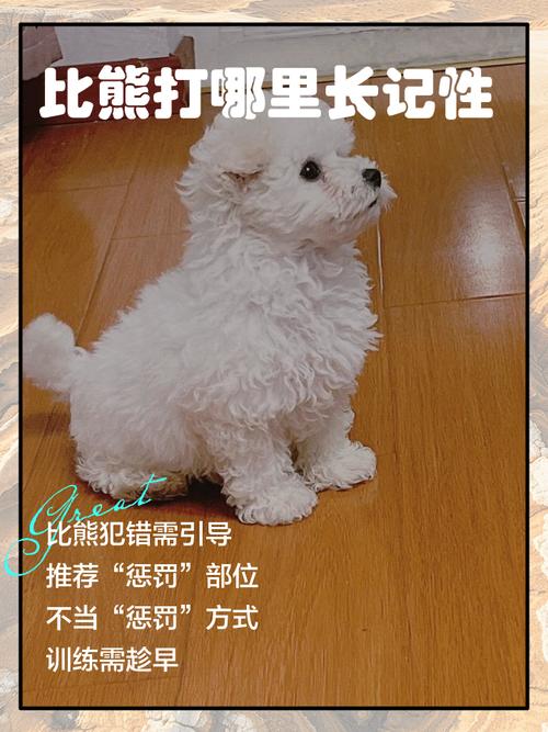 狗狗不听话？立规矩多奖励，不理不睬是妙招！（狗打了不长记性怎么办）