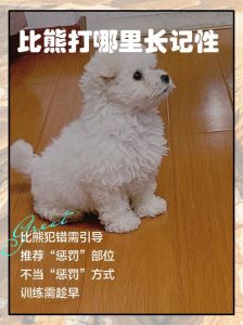 狗狗不听话？立规矩多奖励，不理不睬是妙招！（狗打了不长记性怎么办）