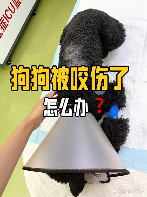 狗咬人别慌，冷静避险打急救！（被狗虐了怎么办）