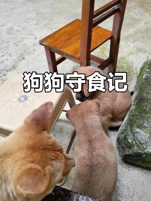 警惕狗狗护食伤人，耐心训练改掉它（狗狗护食该不该教训）