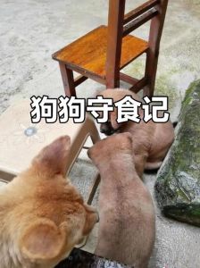 警惕狗狗护食伤人，耐心训练改掉它（狗狗护食该不该教训）