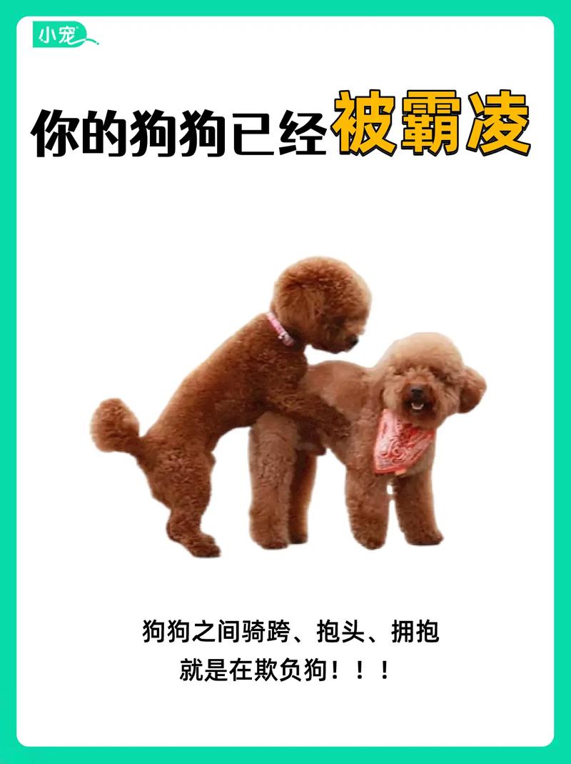 狗狗被打不还手，是害怕被抛弃？（狗主人打狗狗不反抗）