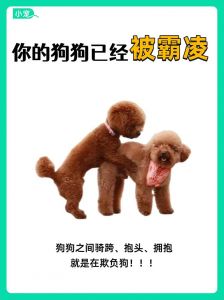 狗狗被打不还手，是害怕被抛弃？（狗主人打狗狗不反抗）