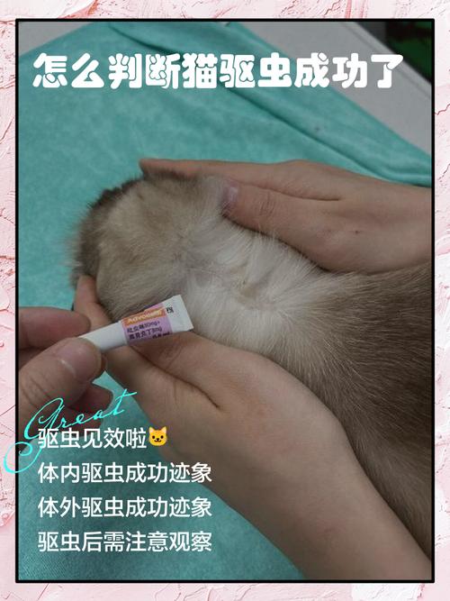 小猫驱虫看症状，幼猫需兽医指导（怎么判断小猫需要体内驱虫了）