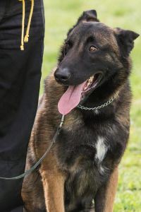 马犬一年一窝更健康，科学繁殖护母犬（马犬狗一年生几窝小狗）