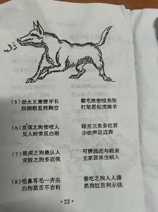 毛黄舌花须多，左摆尾瓦鼻，嗅灵敏！（挑狗口诀顺口溜春狗）
