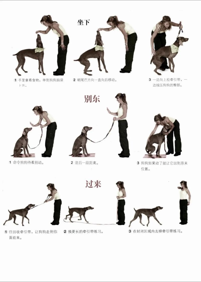 幼犬训练好习惯（训狗母狗全套教程）
