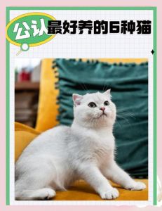 训练猫咪不难？小公猫易教，像狗不一样（猫可以训练成狗那样听话）