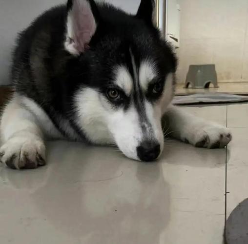 狗狗后腿突然瘸是什么原因？（狗狗经常后腿瘸）