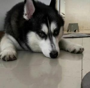 狗狗后腿突然瘸是什么原因？（狗狗经常后腿瘸）