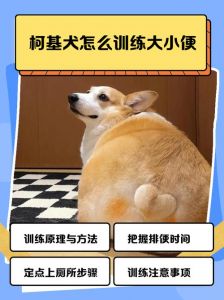 2个月开始教狗定点上厕所，用尿垫奖励，耐心观察引导（狗狗几个月开始训练定点上厕所）