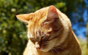 猫咪发情期洗澡需谨慎，虚弱时更不能洗（发情期的猫咪可以洗澡吗）