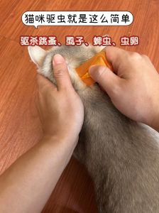 家猫也要定期驱虫，保护全家健康（猫咪驱虫是驱什么虫）