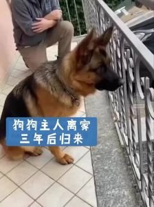 狗狗的忠诚与守护，超越生死的爱（狗狗与主人发生过的感人故事）