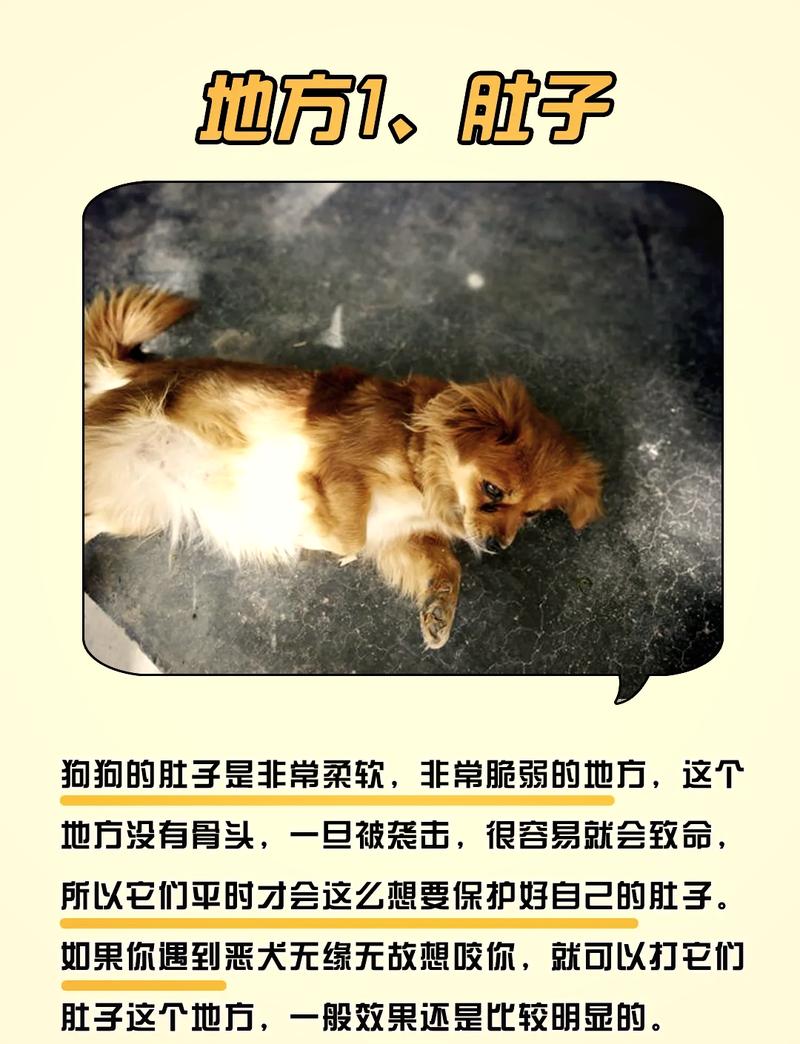 幼犬每月驱虫，体内外常管，健康重要！（小狗内驱多长时间一次）