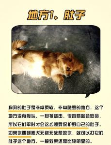 幼犬每月驱虫，体内外常管，健康重要！（小狗内驱多长时间一次）
