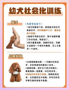 耐心奖励训狗狗，21天养成好习惯（训狗的正确方法和技巧）