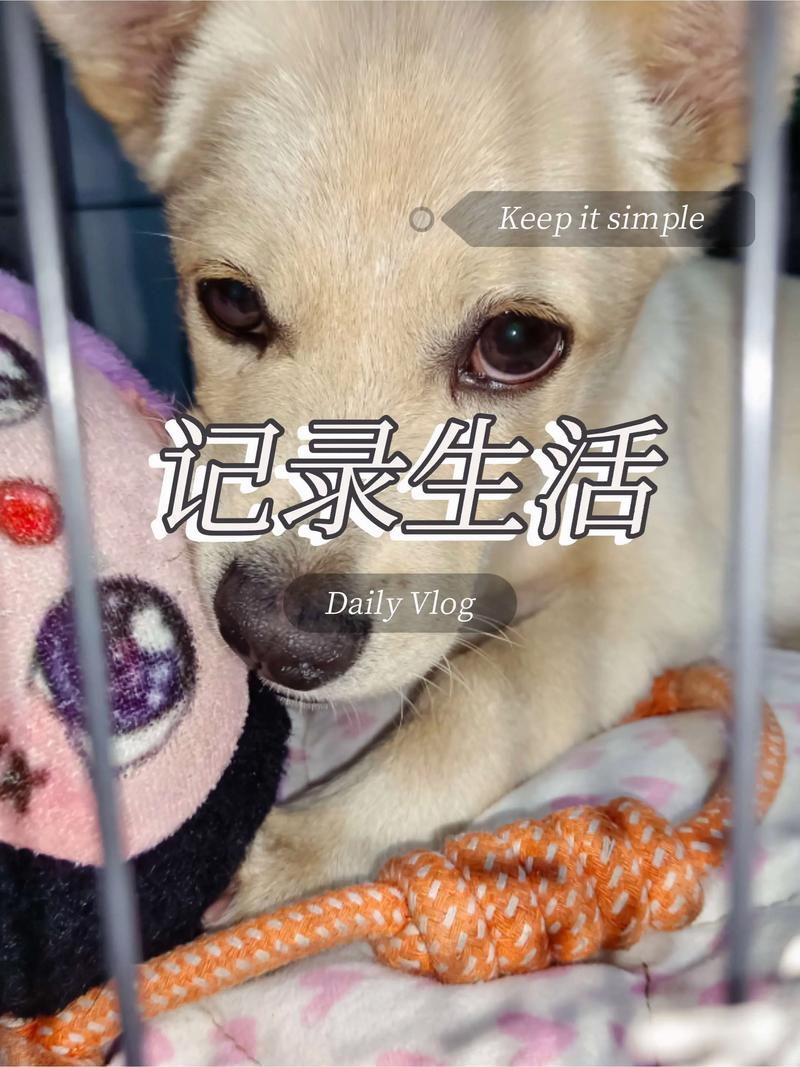捡到狗狗不听话？别打骂，试试科学引导！（我捡了一只狗他不听话我就打他）