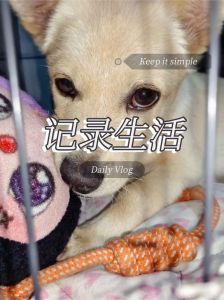 捡到狗狗不听话？别打骂，试试科学引导！（我捡了一只狗他不听话我就打他）