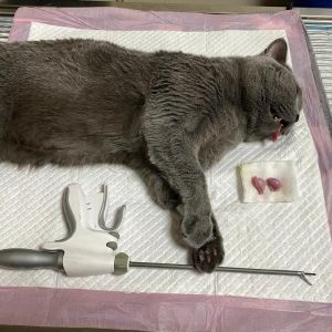 猫咪绝育不打麻药怎么办？术后安抚恢复关键（公猫绝育不打麻醉会不会记恨人）