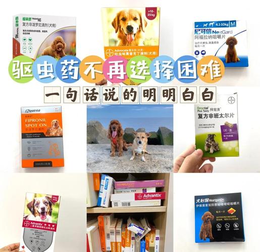 狗狗驱虫要灵活，幼犬开始，环境风险高要勤做（狗狗内外同驱多久一次）