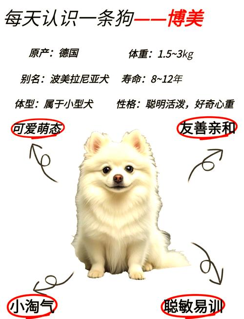 轻松学，养出好性格（训练博美狗19个技巧）