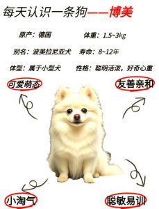 轻松学，养出好性格（训练博美狗19个技巧）
