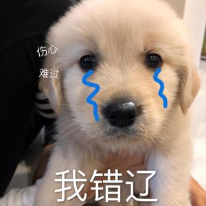 狗狗犯错眼神闪躲？别傻了，它怕你！（狗狗犯错了不敢看主人）