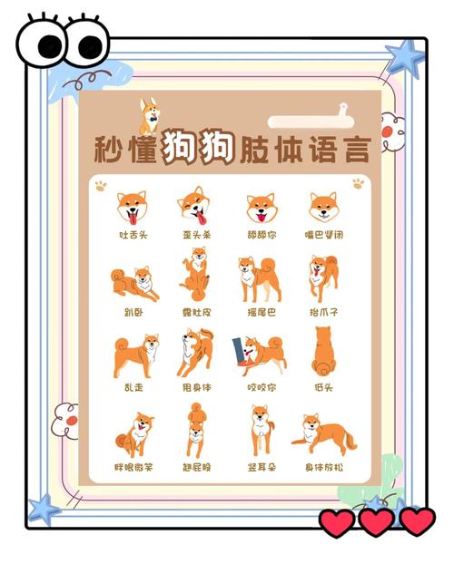 坐下静止俯卧站立来，简单易学！（s命令小狗的详细步骤详解）