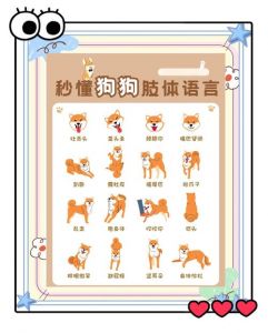 坐下静止俯卧站立来，简单易学！（s命令小狗的详细步骤详解）