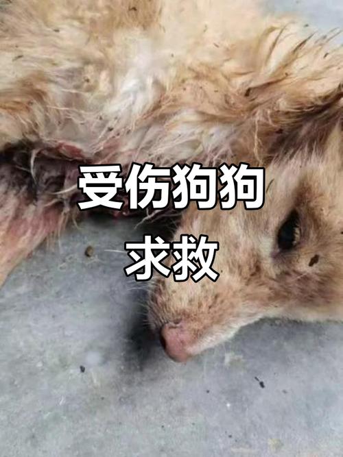 狗狗后腿被勒瘸疼呜咽？速看兽医防骨折！（狗狗摔下去后前腿被绳子弄瘸了）
