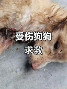 狗狗后腿被勒瘸疼呜咽？速看兽医防骨折！（狗狗摔下去后前腿被绳子弄瘸了）