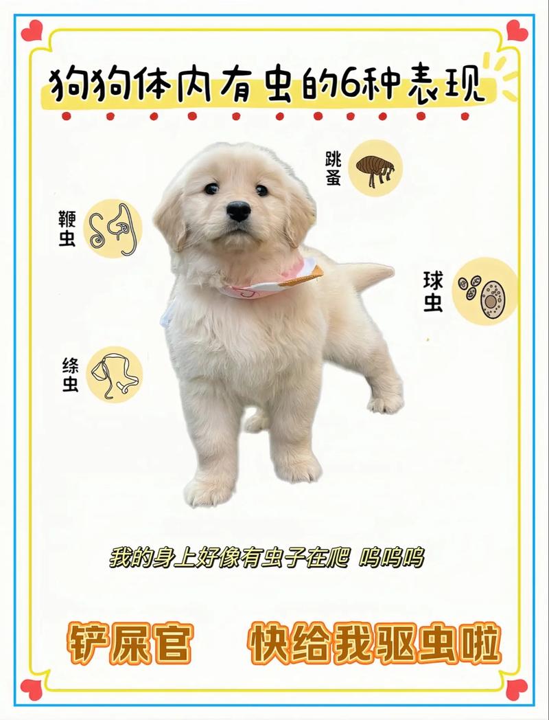 幼犬驱虫时间及注意事项（小狗几个月打虫）
